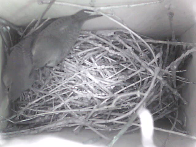 House Wren Nesting